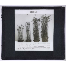 Nitrate de soude. Seigle.