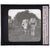La Roumanie. Plaine roumaine. Chariot à bœuf et paysan roumain.