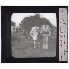 La Roumanie. Plaine roumaine. Chariot à bœuf et paysan roumain.