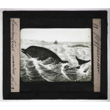 Les Mammifères marins. Hyperodon.