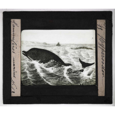 Les Mammifères marins. Hyperodon.