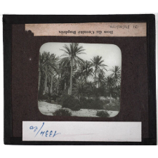 Tunisie. Palmiers.