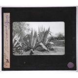 Culture des plantes. Alger. Étude d'agaves.