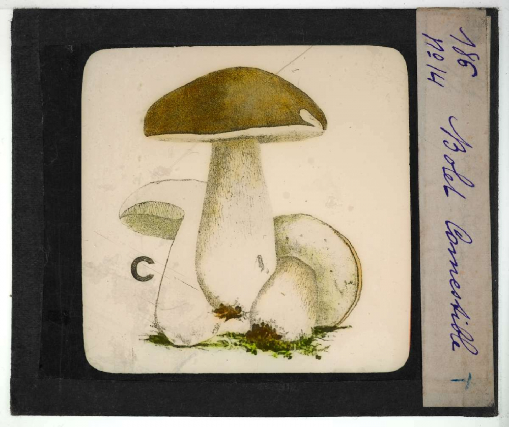 Notions élémentaires sur les champignons comestibles et vénéneux. Bolet comestible.