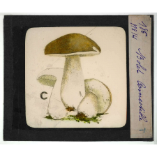 Notions élémentaires sur les champignons comestibles et vénéneux. Bolet comestible.