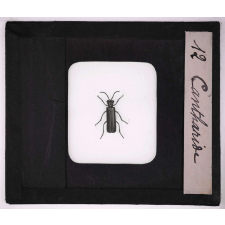 Les Insectes et les arachnides. Cantharide.