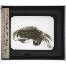 Les Crustacés. Carcinus moenas.