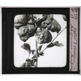 Déformations des plantes dues à la vieillesse ou produites par les commensaux, les parasites et l'homme. Galles d'orme. 