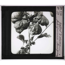 Déformations des plantes dues à la vieillesse ou produites par les commensaux, les parasites et l'homme. Galles d'orme.