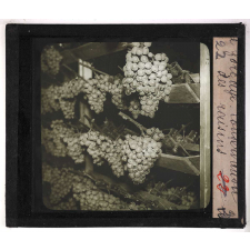 Le Forçage des fruits. Conservation des raisins.