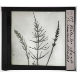 Les Plantes sans fleurs. Prêle des champs (rameaux stériles).