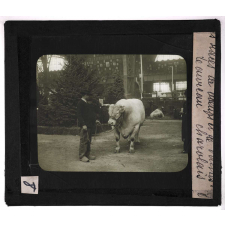 Les Races bovines. Taureau charolais.