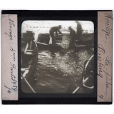 Norvège, la pêche. Brisling.