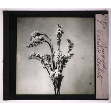 Les Orchidées. Bouquet d'orchis tacheté.
