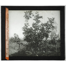 Algérie, pays indigènes. Prunier Japonais.