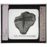 Les Fossiles de l'ère secondaire. Libellule fossile, période jurassique.