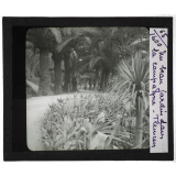 Algérie, Tunisie, Maroc. Un beau jardin dans la campagne. Tlemcen.