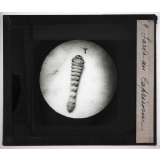 Métamorphoses des insectes. Larve du Capricorne.