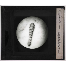 Métamorphoses des insectes. Larve du Capricorne.