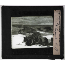 Les Mammifères marins. Phoques.