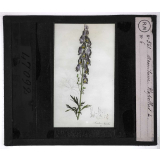 Les Plantes vénéneuses. Aconitum napellus.