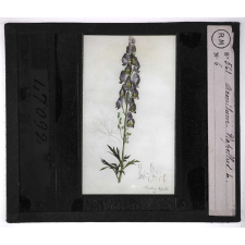 Les Plantes vénéneuses. Aconitum napellus.