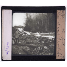Norvège, la forêt. Chemin de conduite pour le bois.