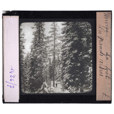 Norvège, la forêt. Les grands arbres.