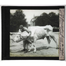 Les Principales maladies de l'espèce bovine. Manœuvre pour le rejet d'un corps étranger.