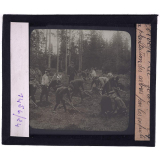 Norvège, la forêt. La plantation des arbres par les enfants.