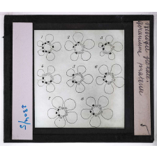 Biologie florale. Géranium pratense.