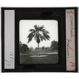 Australie. Série I. Géographie physique et indigènes. Palmier.