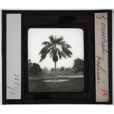 Australie. Série I. Géographie physique et indigènes. Palmier.