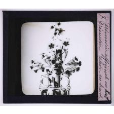 L'Art à l'école, décoration par les fleurs de printemps. Primevère officinale en bas, primevère élevée en haut.