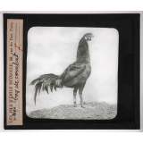 Locomotion terrestre chez les animaux. Coq de combat.
