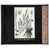 Les Légumes sauvages. L'asperge.
