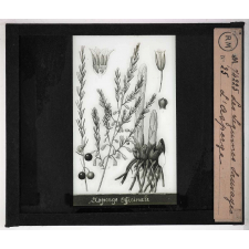 Les Légumes sauvages. L'asperge.