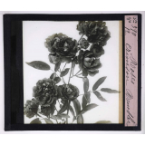 L'Art à l'école, décoration par les fleurs d'été. Roses Crimson Rambler.