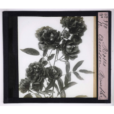 L'Art à l'école, décoration par les fleurs d'été. Roses Crimson Rambler.
