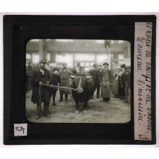 Les Races bovines. Taureau limousin.