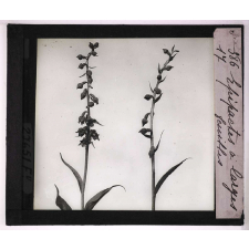Les Orchidées. Epipactis à larges feuilles.