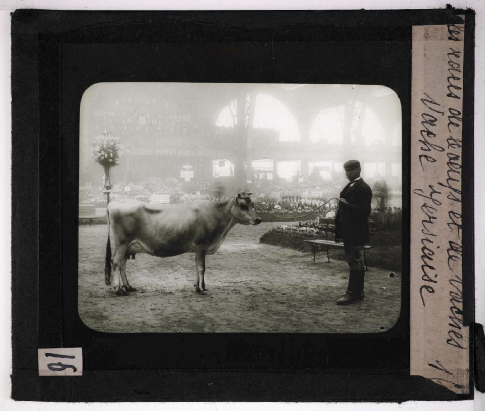 Les Races bovines. Vache jersyaise.
