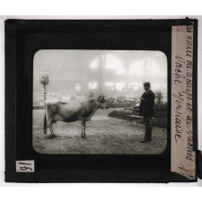 Les Races bovines. Vache jersyaise.