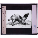L'Expression des émotions chez les animaux et chez l'homme. Le même d'humeur humble et caressante.