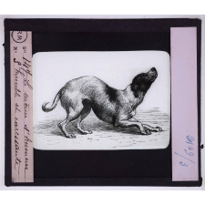 L'Expression des émotions chez les animaux et chez l'homme. Le même d'humeur humble et caressante.