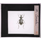 Les Insectes et les arachnides. Carabe.