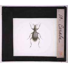 Les Insectes et les arachnides. Carabe.