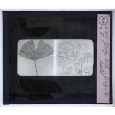 Les Transformations du monde végétal. Ginkgo biloba & Ginkgoales fossiles.