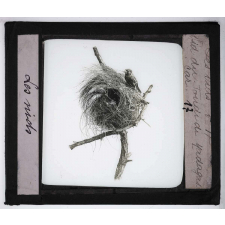 Les Nids des oiseaux. Nid du foudi de Madagascar.