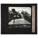 Tahiti. Hutte indigène.
